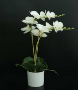 [FLOWER POT 59cm Real touch orchid x 11 flowers in melamine pot (Pot size:D11 x H11cm)] FLOWER POT (CH11631067)