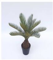 [PLANTS 38cm Cycad in plastic pot (Pot size: D120x H93mm)] PLANTS (CH16424549) SMALL