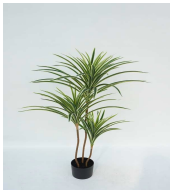 [PLANTS 90cm Real touch WHGR yucca x 99 lvs in 5" plastic pot (Pot size: D124 x H114mm)] PLANTS (CH07826785) LARGE