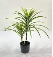 [PLANTS 60cm Real touch WHGR yucca x 60 lvs in 5" plastic pot (Pot size: D124 x H114mm)] PLANTS (CH07826782) SMALL