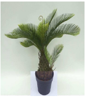 [PLANT 55CM Cycad in pot] PLANTS (CH06721976) LARGE