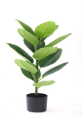 [PLANT 70cm Real touch rubber tree x 13 lvs in plastic pot (Pot size:5")] PLANTS (CH07831208) SMALL