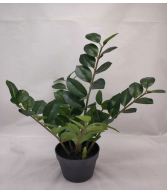 [PLANT 55cm Real touch zamioculcas in plastic pot (Pot size:D15 x H13cm)] PLANTS (CH10224823)