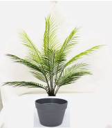 [PLANT"UV" 81cm Palm tree x 11 lvs in black plastic pot] PLANTS (CH01028601)